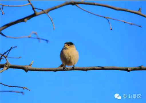 Protection for heaven-sent wild birds on Mount Tai