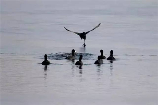 Early winter scenes on Yantai's Jiahe River