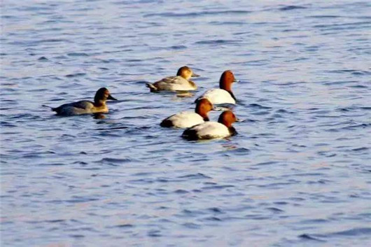 Early winter scenes on Yantai's Jiahe River