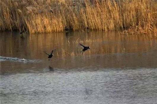 Early winter scenes on Yantai's Jiahe River