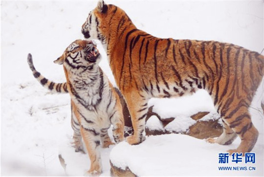 Siberian tigers play in snow at zoo in Yantai