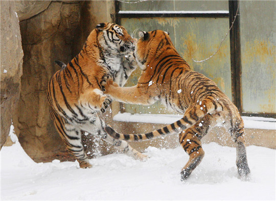 Siberian tigers play in snow at zoo in Yantai