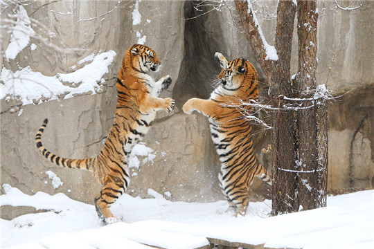 Siberian tigers play in snow at zoo in Yantai