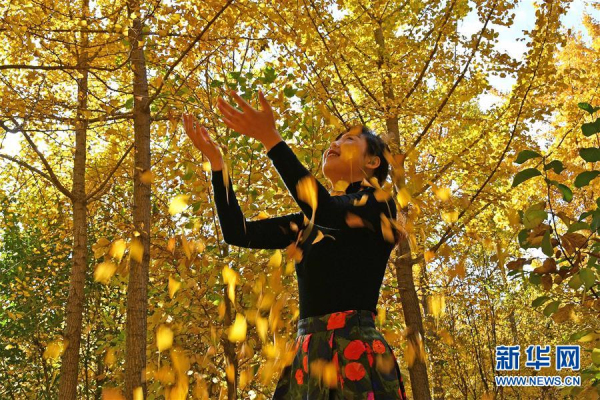 Yantai gingko leaves charm visitors