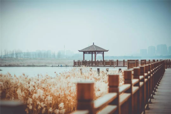 Early winter scenery of Yantai's reed flower fields