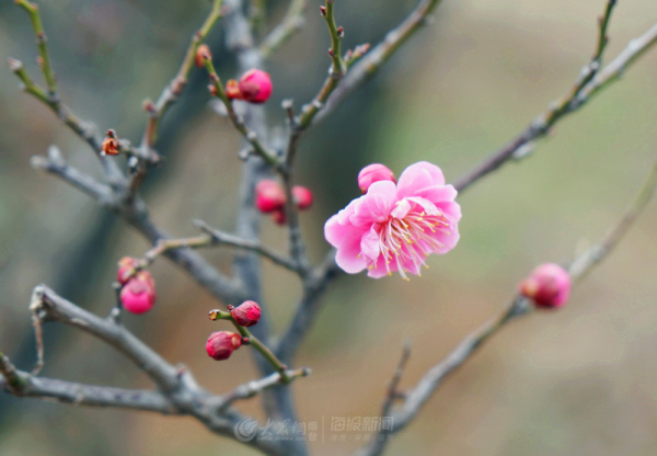 Plum blossoms at Nanshan Mountain Park