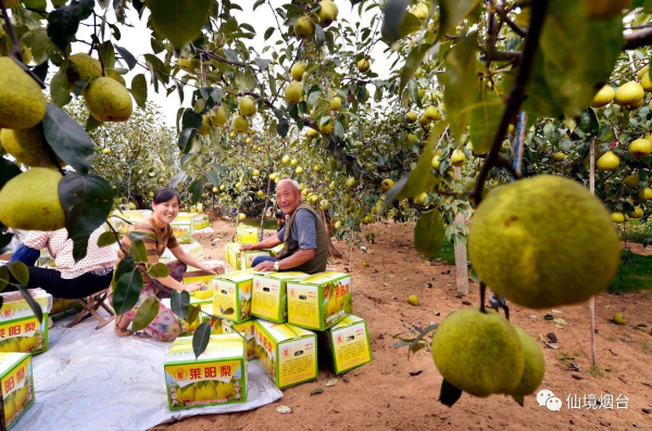 Laiyang pears