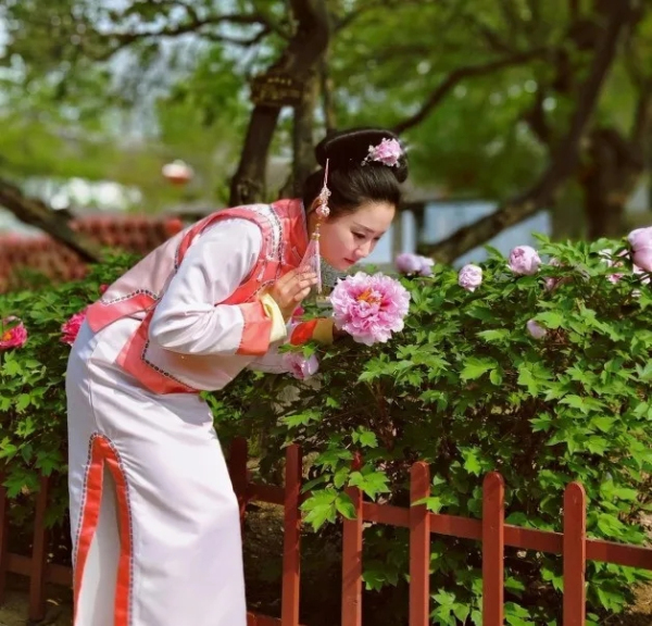 Peony flowers bring Yantai's ancient manor to life