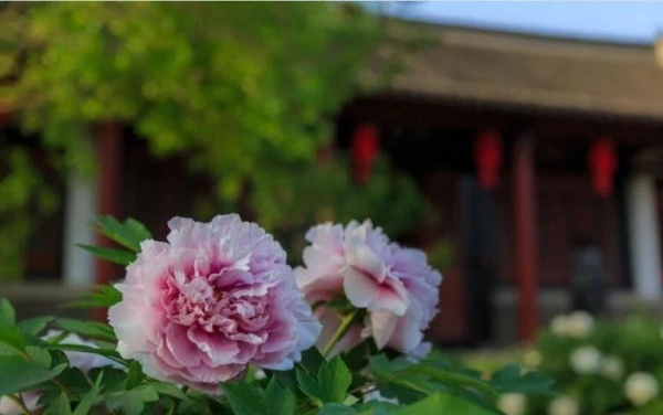 Peony flowers bring Yantai's ancient manor to life