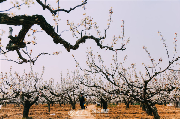 Admire snow-white pear blossoms in Laiyang, Yantai