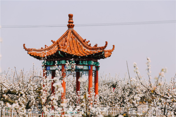 Admire snow-white pear blossoms in Laiyang, Yantai