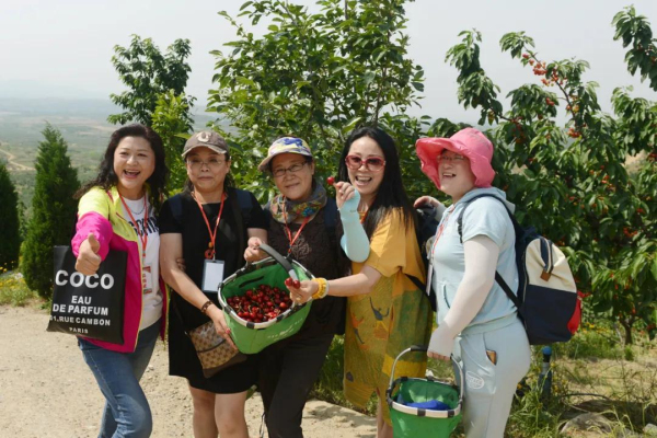 Ripe cherries ready for picking in Yantai