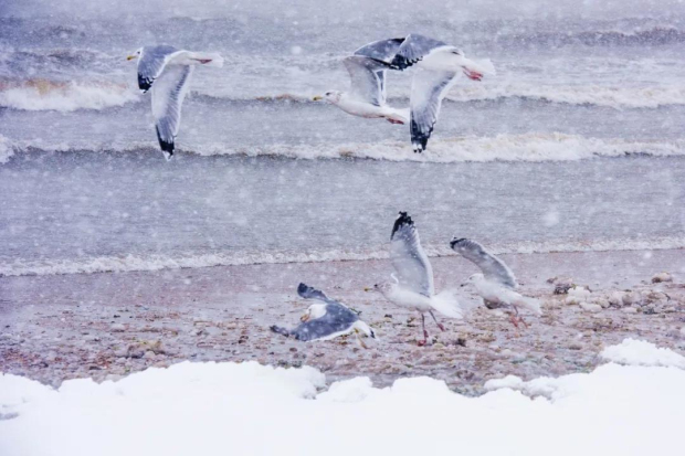 Winter coastal scenery of Yantai captured in photos