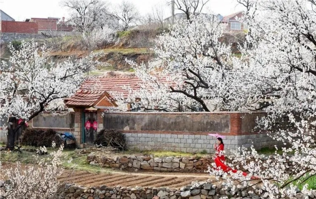 Spring brings colors to Yantai