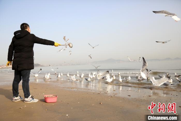 Seagulls foraging captured in photos