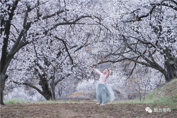 Apricot flowers blooming in Yantai villages