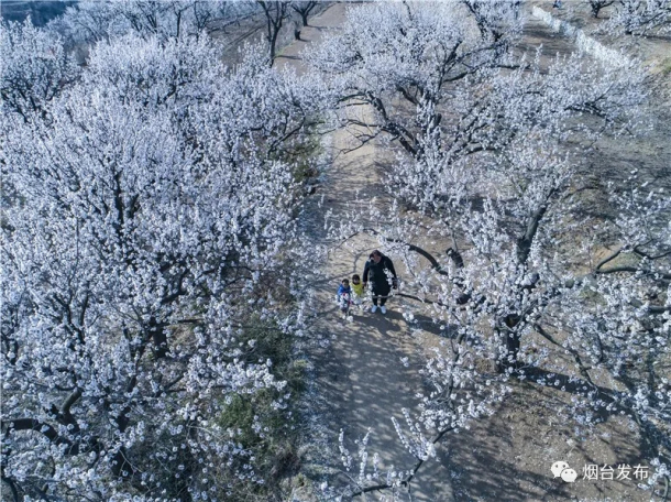 Apricot flowers blooming in Yantai villages