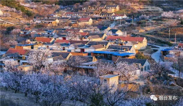 Apricot flowers blooming in Yantai villages