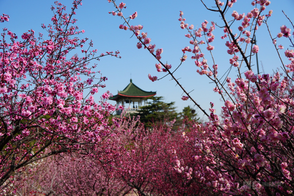 Plum blossoms burst forth at Nanshan Park