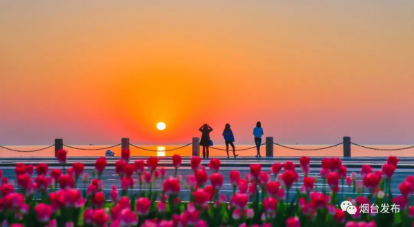 Blooming tulips enchant visitors in Yantai