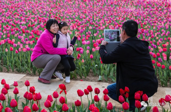 Blooming tulips enchant visitors in Yantai