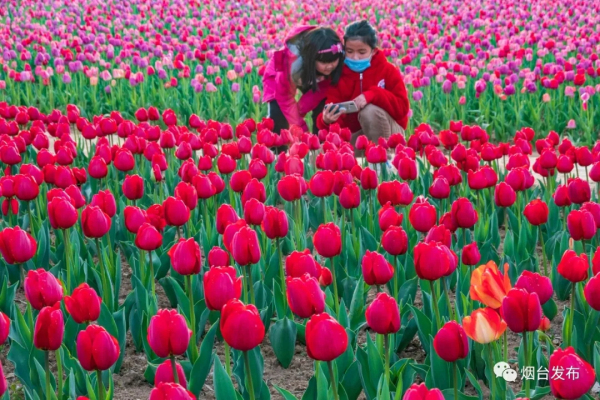 Blooming tulips enchant visitors in Yantai