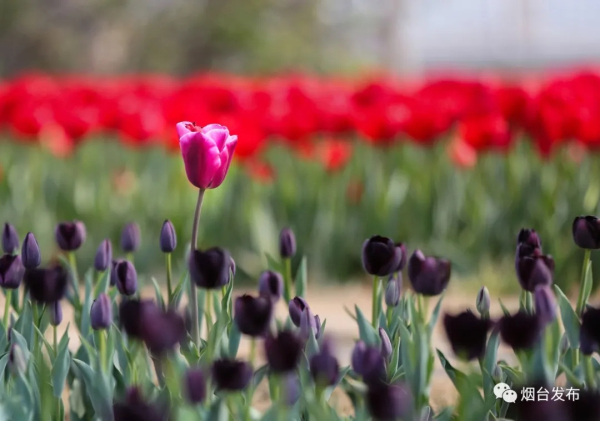 Blooming tulips enchant visitors in Yantai