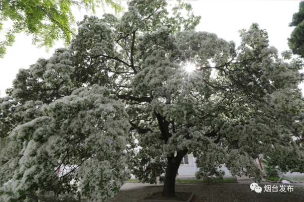 White tassel flowers in full bloom in Yantai