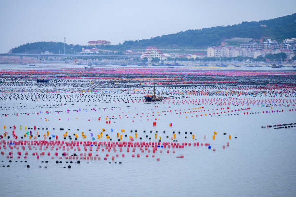 Changdao marine ranch captured in photos