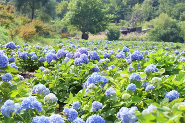 Hydrangeas bloom on Kunyu Mountain