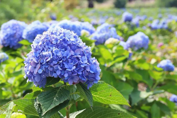 Hydrangeas bloom on Kunyu Mountain