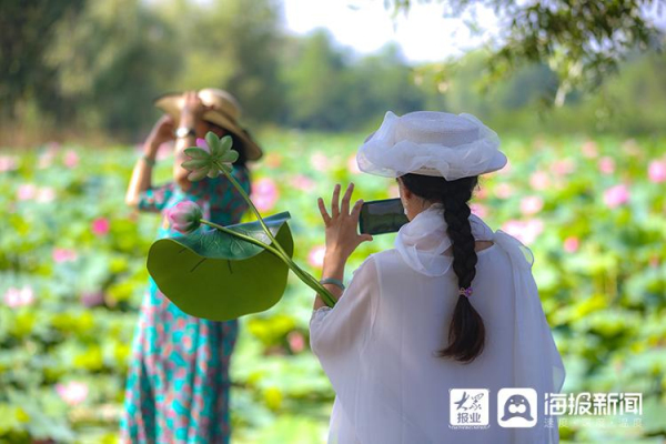 Lotus flowers in full bloom at Yuniao River Park