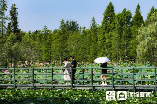 Lotus flowers in full bloom at Yuniao River Park