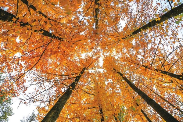 Autumn colors of Kunyu Mountain