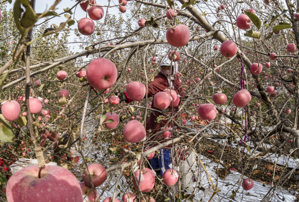 In pics: Yantai farmers harvest apples