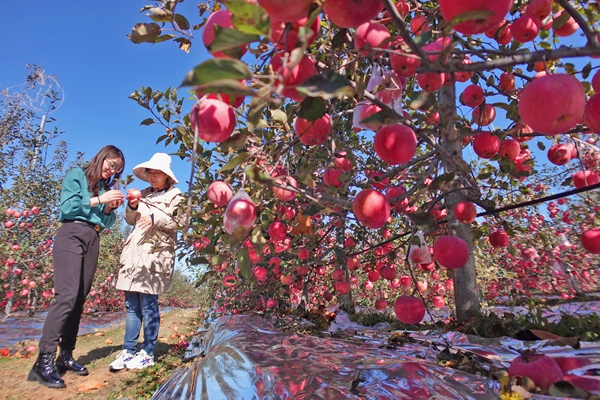 The color of autumn in Yantai