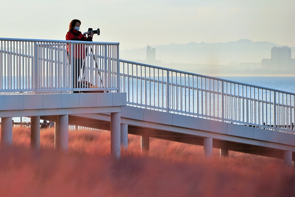 The color of autumn in Yantai