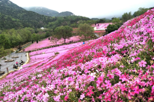 Enjoying Yantai's scenery in May