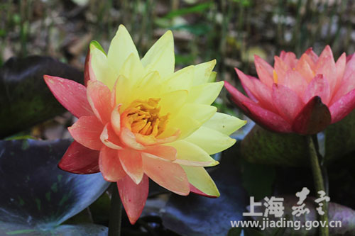 Jiading kicks off annual water lily and lotus show