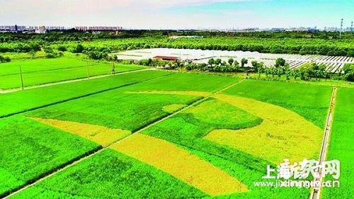 New park in Jiading features rural landscape