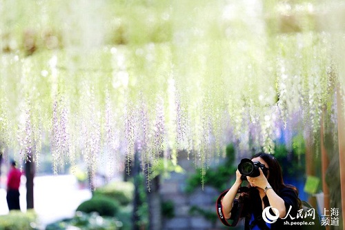 Enjoy blooming wisteria in Jiading