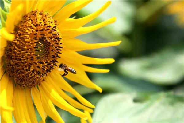 Scenery of sunflower field in Jiading