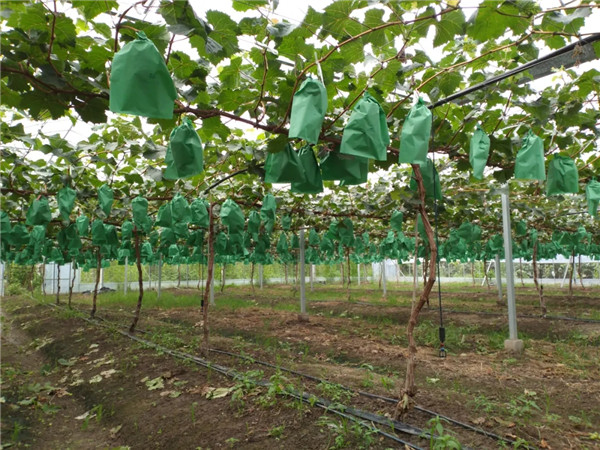 Enjoy fruit-picking fun in Jiading