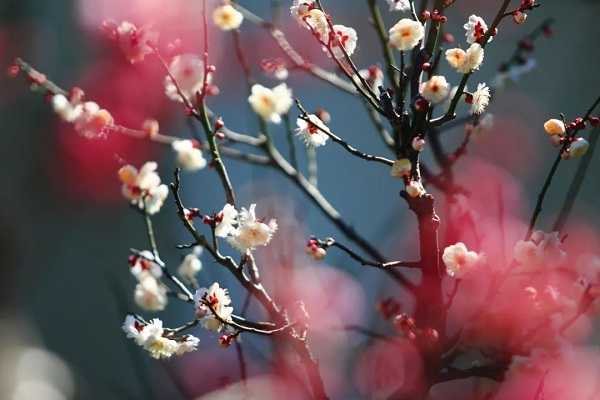 Plum blossoms bloom in Jiading