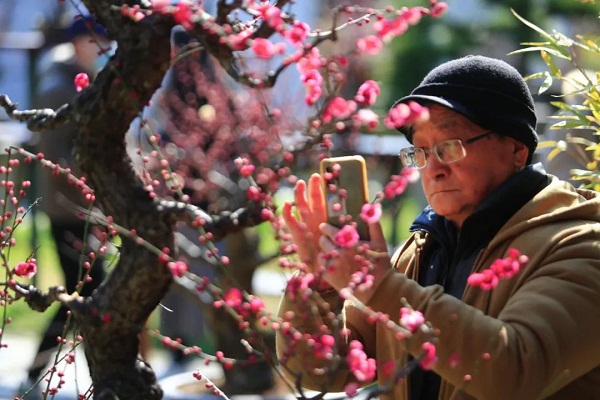 Plum blossoms bloom in Jiading