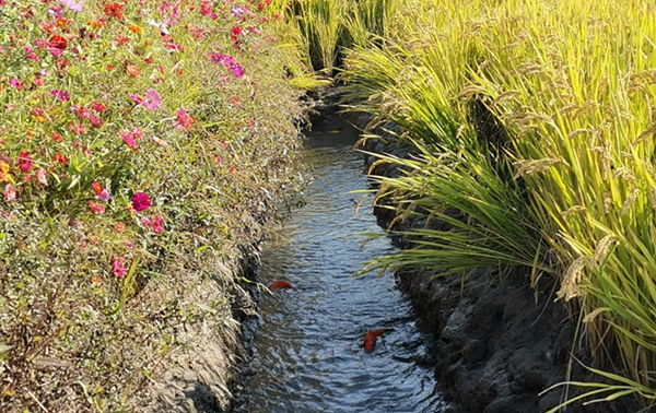 Raising fish in paddy fields helps farmers increase incomes