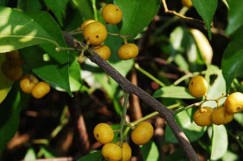 Win the chance to pick nuts in Chenshan Botanical Garden