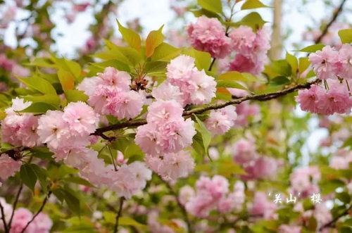 Cherry trees in mid spring