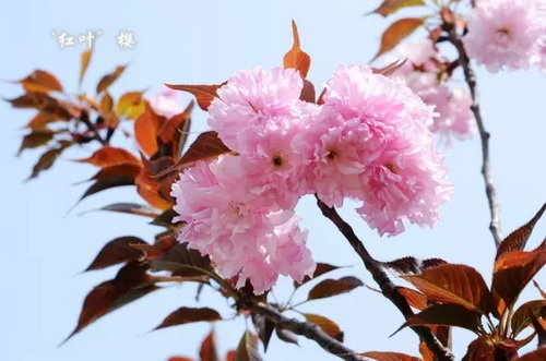 Cherry trees in mid spring