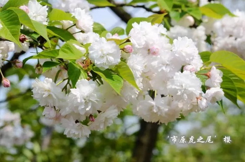 Cherry trees in mid spring